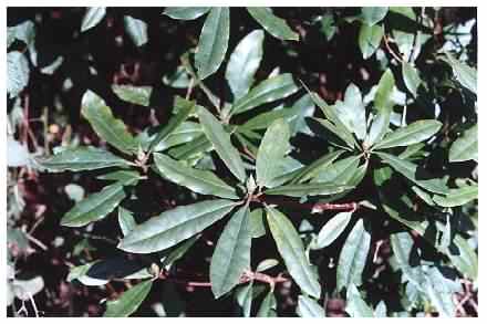 Rhododendron habit