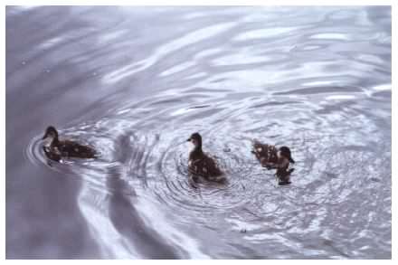 Mallard ducklings