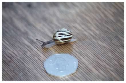 White Lipped Garden Snail