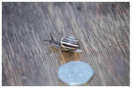 White Lipped Garden Snail