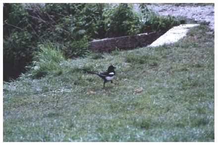 Magpie