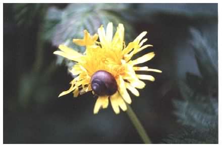 Small Garden Snail