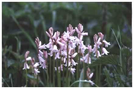 Pink Bluebells