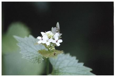 Garlic Mustard