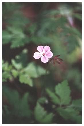 Herb Robert flower