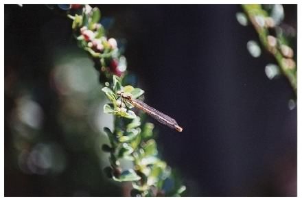 Damselfly