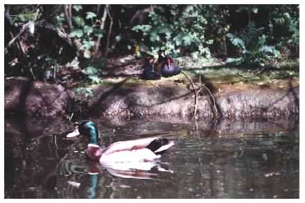 Mallard, Moorhen & chick