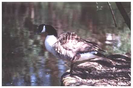 Canada Goose