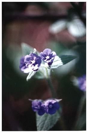 Germander Speedwell - Veronica chamaedrys