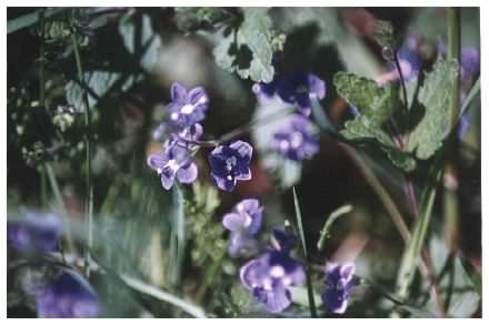 Germander Speedwell - Veronica chamaedrys