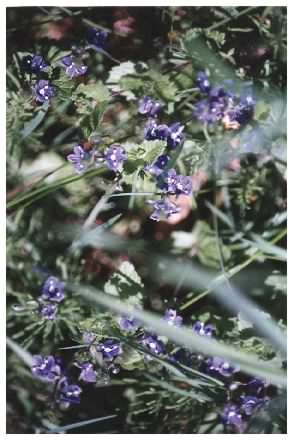 Germander Speedwell - Veronica chamaedrys