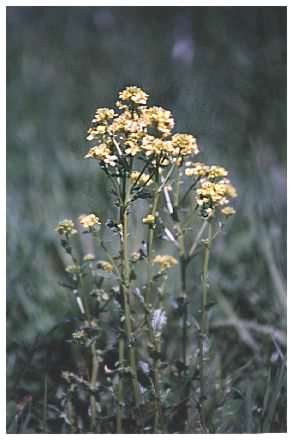 Common Ragwort