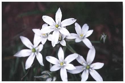 Star of Bethlehem