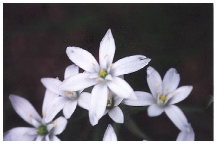 Star of Bethlehem