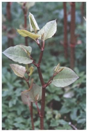 Japanese Knotweed