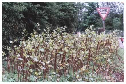 Japanese Knotweed (2nd growth)