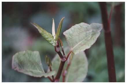 Japanese Knotweed