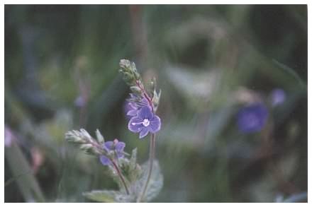 Germander Speedwell - Veronica chamaedrys