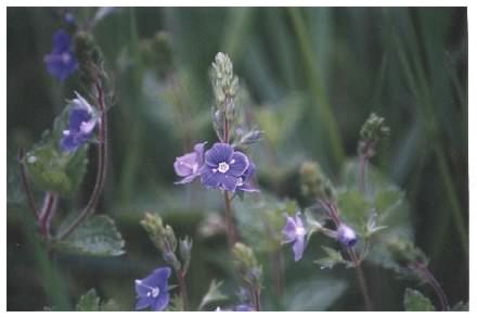 Germander Speedwell - Veronica chamaedrys