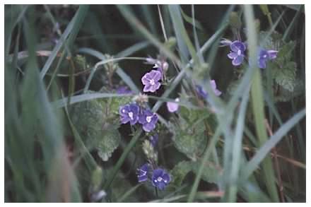 Germander Speedwell - Veronica chamaedrys