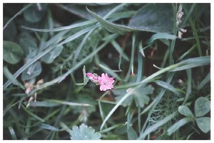 Cut leaved Cranesbill