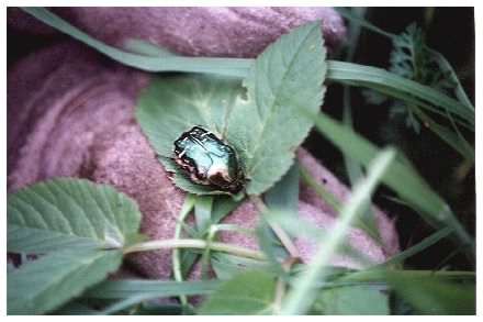 Rose Chafer or Scarab beetle