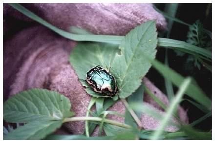 Rose Chafer or Scarab beetle