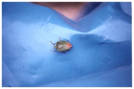 Shieldbug