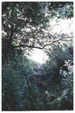 Overgrown steps