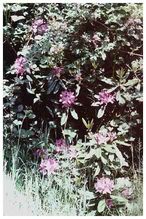 Rhododendron