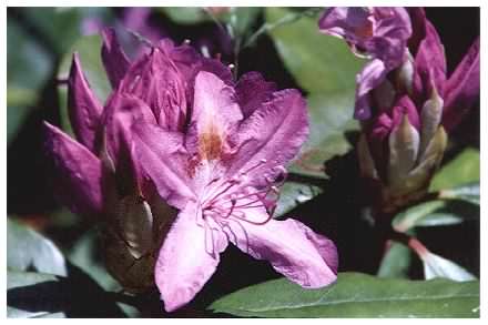 Rhododendron