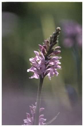 Spotted Orchid