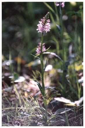 Spotted Orchid