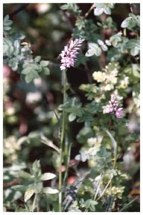 Spotted Orchid