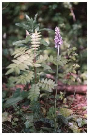 Spotted Orchid