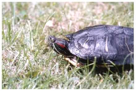 Red Eared Terrapin