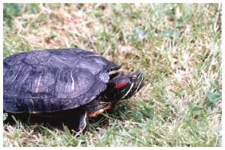 Red Eared Terrapin