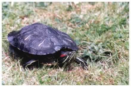 Red Eared Terrapin