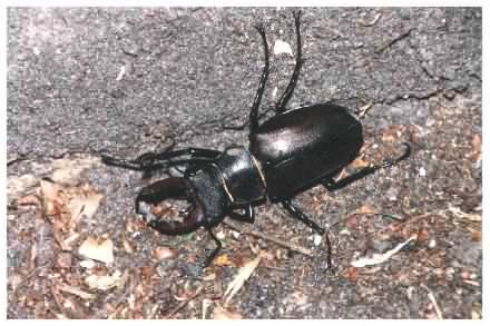 Stag beetle