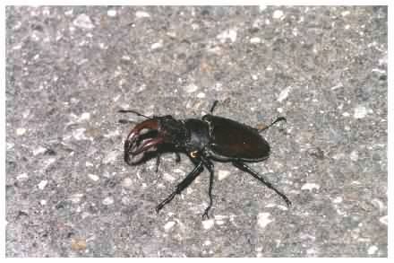 Stag beetle