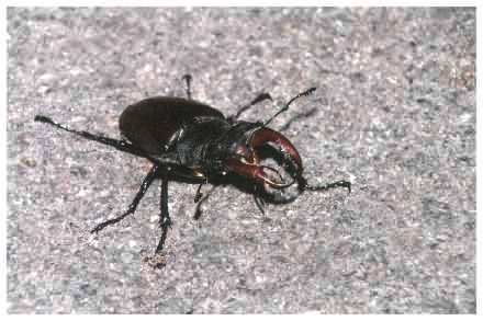 Stag beetle