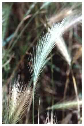 Wall Barley - Ordeum murinum