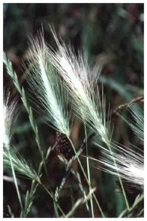 Wall Barley - Ordeum murinum