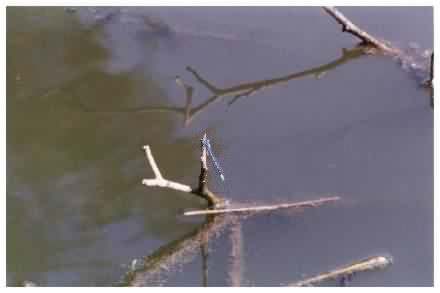 Common Blue Damselfly