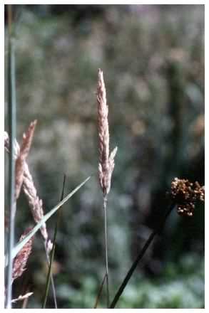 Yorkshire Fog - Holcus lanatus