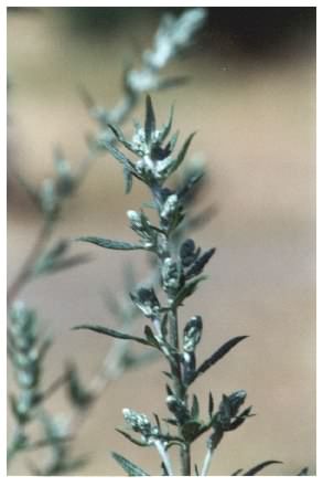 Mugwort