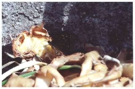 Speckled Wood Butterfly