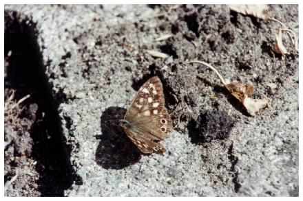 Speckled Wood Butterfly