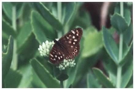 Speckled Wood Butterfly