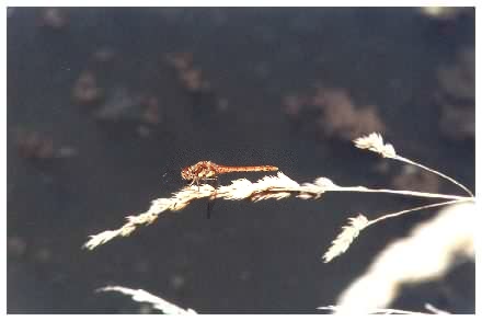 Common Darter Dragonfly